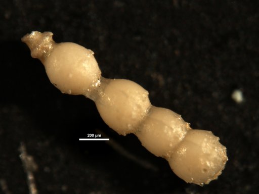 Ellipsonodosaria nuttalli var. aculeata Cushman & Renz, 1948