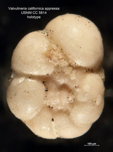 Valvulineria californica appressa Cushman, 1926