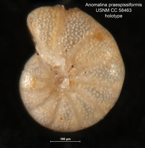 Anomalina praespissiformis Cushman & Bermudez, 1948