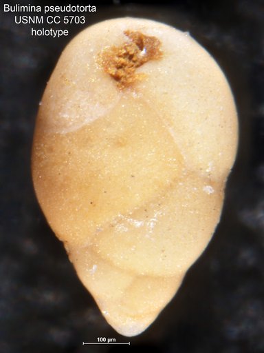 Bulimina pseudotorta Cushman, 1926