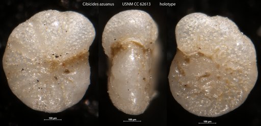 Cibicides azuanus Bermudez, 1949