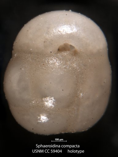 Sphaeroidina compacta Cushman & Todd, 1949