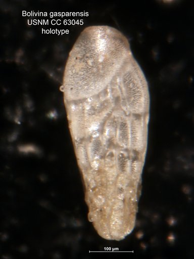 Bolivina gasparensis Bermúdez, 1949
