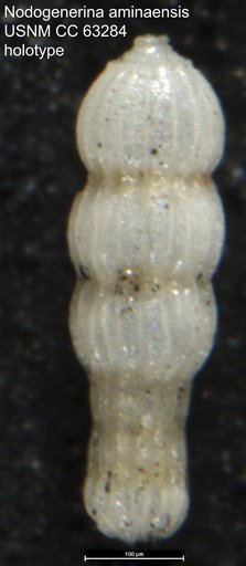 Nodogenerina aminaensis Bermudez, 1949