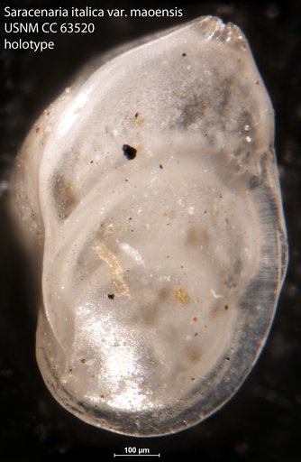 Saracenaria italica var. maoensis Bermudez, 1949