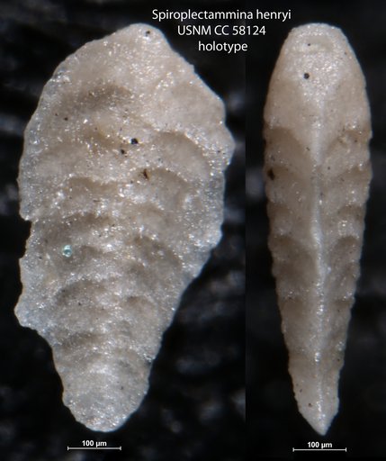 Spiroplectammina henryi LeRoy, 1953