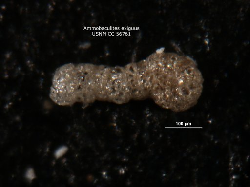 Ammobaculites exiguus Cushman & Brönnimann, 1948