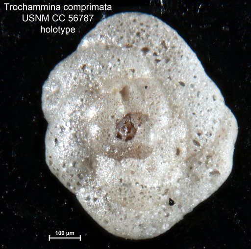 Trochammina comprimata Cushman & Brönnimann, 1948