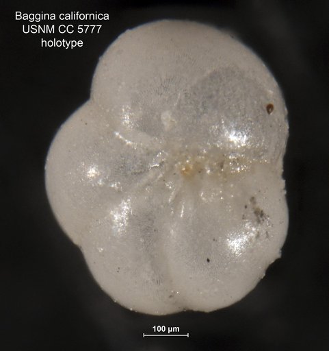 Baggina californica Cushman, 1926