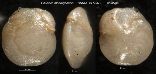 Cibicides madrugaensis Cushman & Bermúdez, 1948