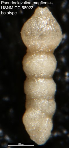 Pseudoclavulina magfiensis Leroy, 1953