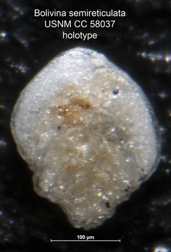 Bolivina semireticulata Leroy, 1953