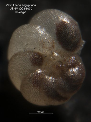 Valvulineria aegyptiaca LeRoy, 1953