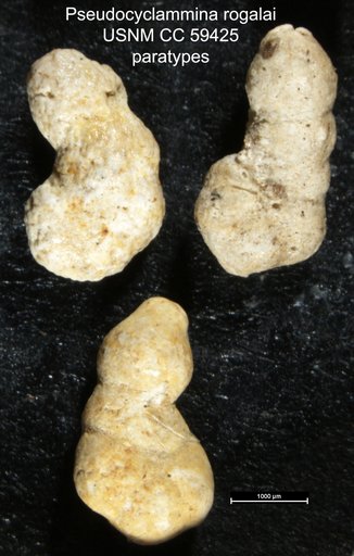 Pseudocyclammina rogalai Cushman & Glazewski, 1949