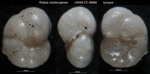 Rotalia vicksburgensis Cushman, 1922