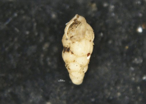Bulimina uvigerinaformis var. charapotoensis Cushman & Stevenson, 1948