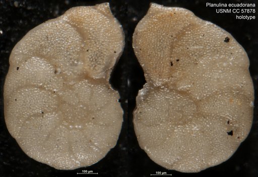 Planulina ecuadorana Cushman & Stevenson, 1948