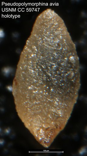 Pseudopolymorphina avia Lalicker, 1950