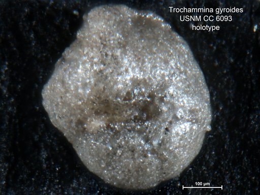 Trochammina gyroides Cushman & Waters, 1927
