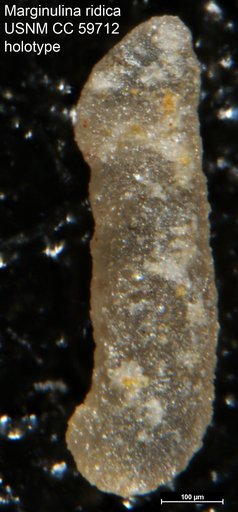 Marginulina ridica Lalicker, 1950