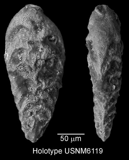 Bolivina watersi Cushman, 1927