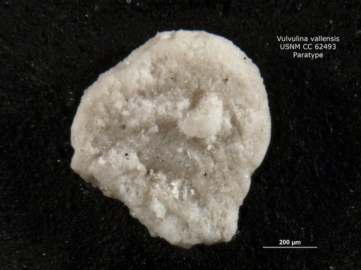 Vulvulina ? vallensis Bermúdez, 1949