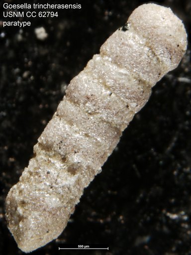 Goesella trincherasensis Bermúdez, 1949