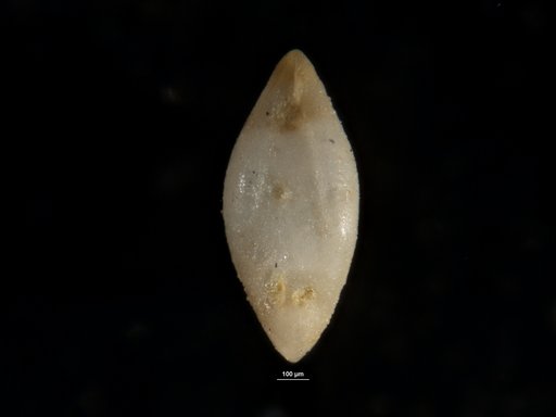 Robulus platensis Bermudez, 1949