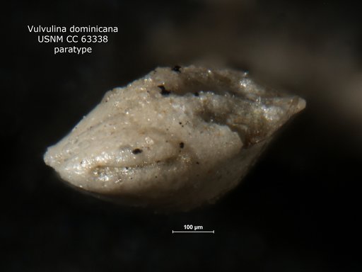 Vulvulina dominicana Bermúdez, 1949