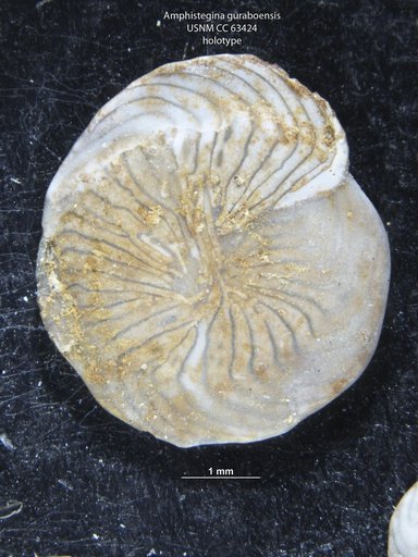 Amphistegina guraboensis Bermúdez, 1949