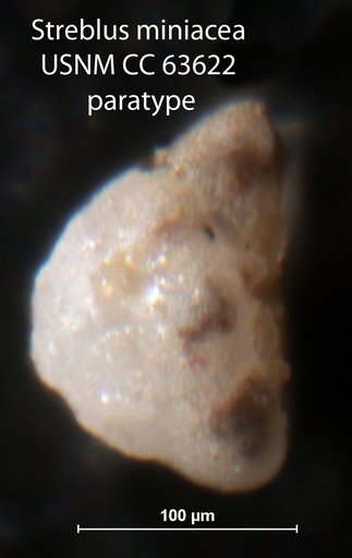 Streblus mineacea Bermudez, 1949