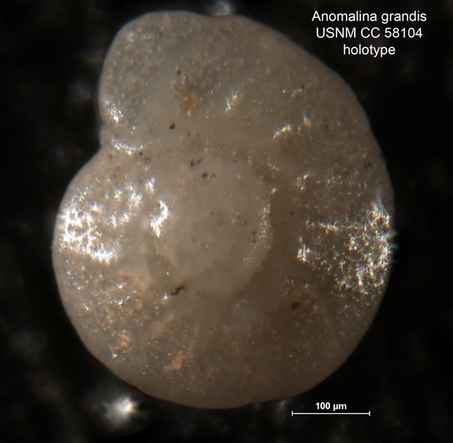 Anomalina grandis Leroy, 1953