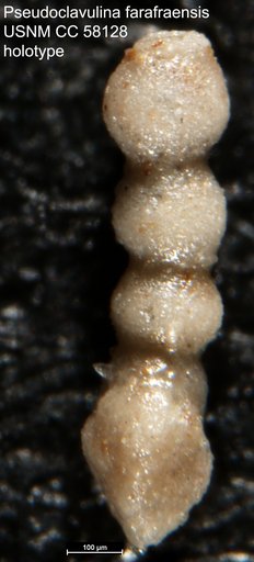 Pseudoclavulina farafraensis LeRoy, 1953