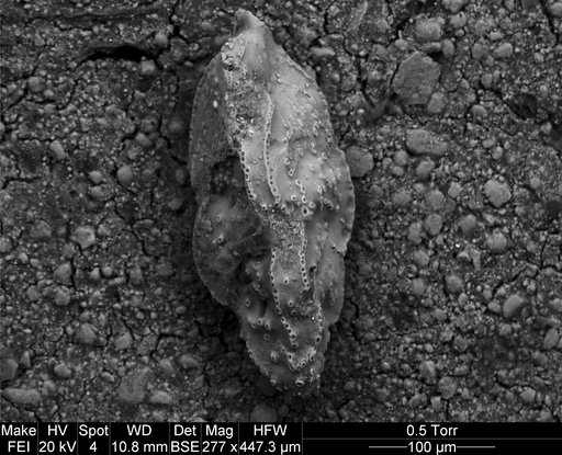 Pseudouvigerina wilcoxensis Cushman & Ponton, 1932