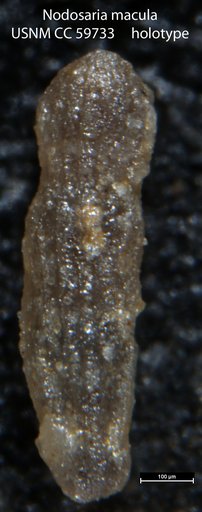 Nodosaria macula Lalicker, 1950