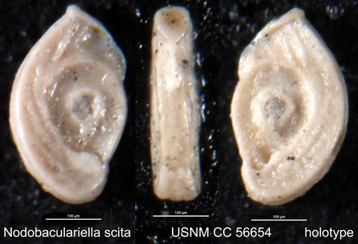 Nodobaculariella scita Cushman & Todd, 1948