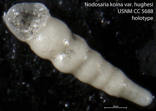 Nodosaria koina var. hughesi Cushman, 1926