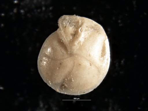 Robulus lincolnensis (Rau, 1948)