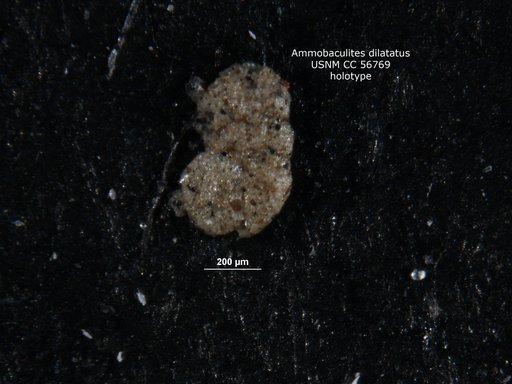 Ammobaculites dilatatus Cushman & Brönnimann, 1948