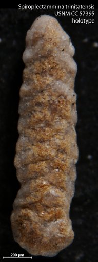 Spiroplectammina trinitatensis Cushman & Renz, 1948