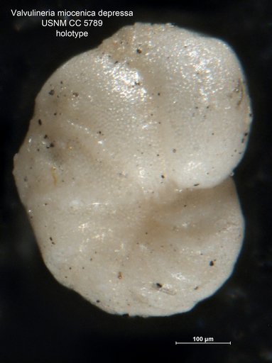Valvulineria miocenica var. depressa Cushman, 1926