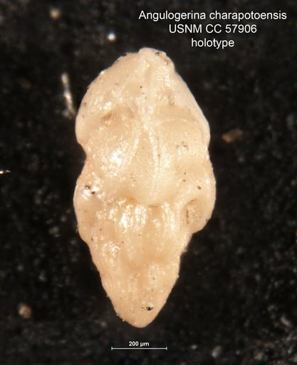 Angulogerina charapotoensis Cushman & Stevenson, 1948