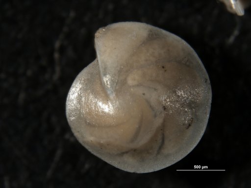 Robulus chehalisensis Rau, 1948