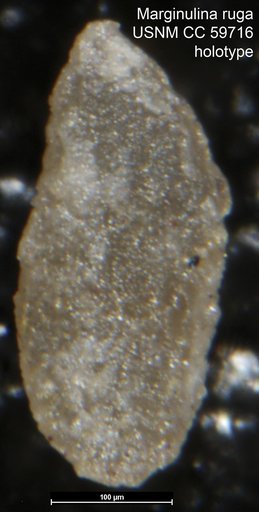 Marginulina ruga Lalicker, 1950