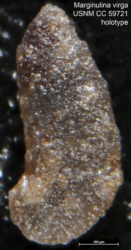 Marginulina virga Lalicker, 1950