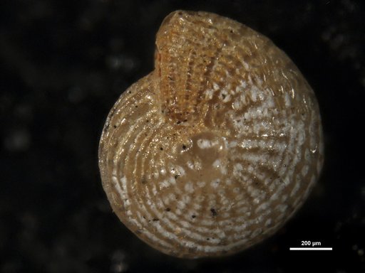 Elphidium cercadense Bermúdez, 1949