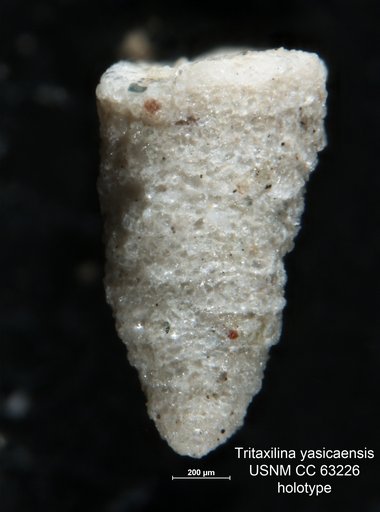 Tritaxilina yasicaensis Bermúdez, 1949