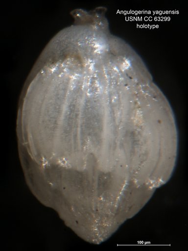 Angulogerina yaquensis Bermúdez, 1949