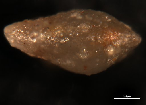 Robulus bulla Lalicker, 1950