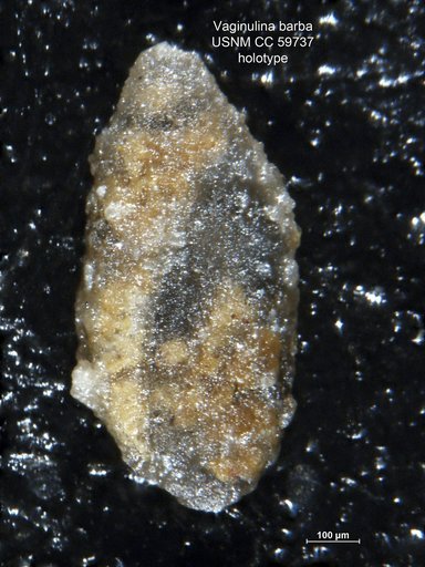 Vaginulina barba Lalicker, 1950